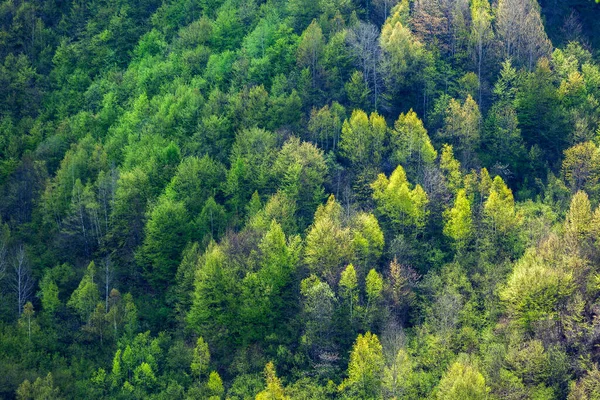 Деревья в горах Сванети. Прекрасный летний пейзаж — стоковое фото
