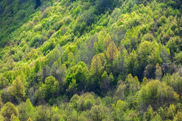 Árboles en las montañas de Svaneti. Hermoso paisaje de verano — Foto de Stock