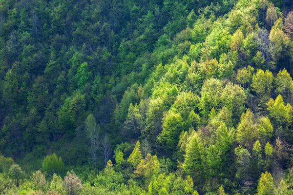 Деревья Горах Сванети Прекрасный Летний Пейзаж Природа — стоковое фото