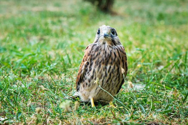 Falco Sull Erba Uccello Nell Erba Verde Terra Animali — Foto Stock