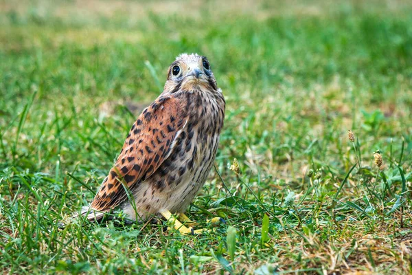 Falco Sull Erba Uccello Nell Erba Verde Terra Animali — Foto Stock