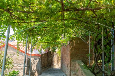 Üzüm bağında yeşil yapraklı yeşil üzümler var. Meyve.