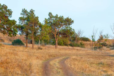 Gün batımında çam ağaçları olan güzel bir manzara. Doğa
