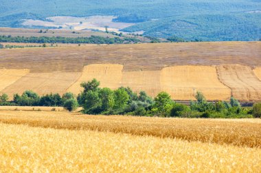 Güzel bir yaz gününde, altın buğdaylı parlak bir tarlada manzara.