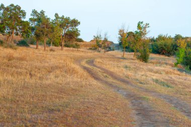 Gün batımında çam ağaçlarıyla güzel manzara.