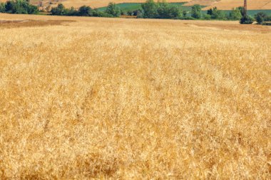Güzel bir yaz gününde, altın buğdaylı parlak bir tarlada manzara.