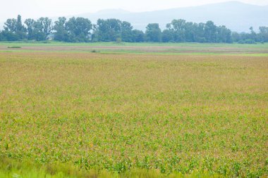 Tarımsal alanda mısır tarlaları, kakheti, Georgia
