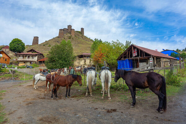 Horses for tourists traveling in Tusheti, Georgia. Travel