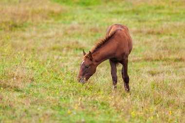 Yeşil dağlarda otlayan bir tay manzarası. Tusheti, Georgia. Seyahat