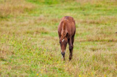 Yeşil dağlarda otlayan bir tay manzarası. Tusheti, Georgia. Seyahat