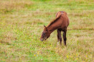 Yeşil dağlarda otlayan bir tay manzarası. Tusheti, Georgia. Seyahat