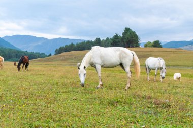 Tusheti, Georgia 'daki yeşil dağlarda otlayan atların görüntüsü. Seyahat