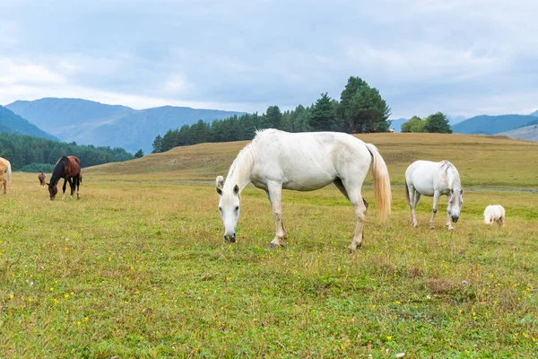 緑の山 Tusheti ジョージア州で放牧馬のビュー — ストック写真