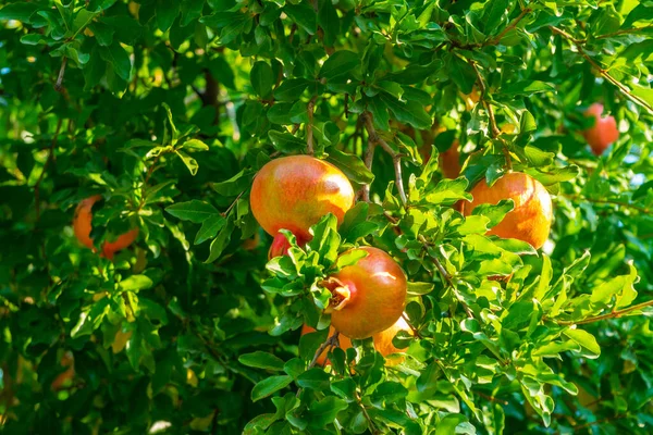 Спелые Гранатовые Плоды Ветке Дерева Природа Питание — стоковое фото