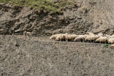 Yoldaki koyun sürüsü, Gürcistan 'ın dağ bölgesi. Tusheti