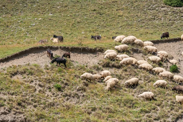 Troupeau de moutons sur la route, région montagneuse de la Géorgie. Tusheti — Photo