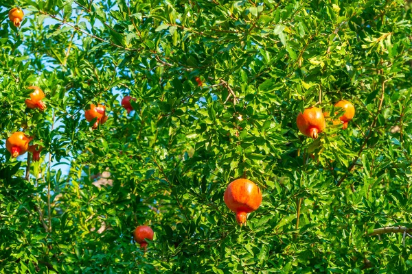 Zralé Granátové Ovoce Větvi Stromu Druh Potrava — Stock fotografie