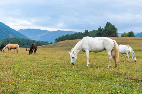 Blick auf ein weidendes Pferd in den grünen Bergen, Tusheti, Georgien — Stockfoto