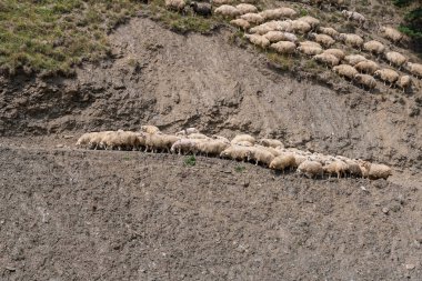 Yoldaki koyun sürüsü, Gürcistan 'ın dağ bölgesi. Tusheti