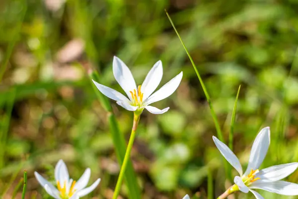 Flowers — Stock Photo, Image