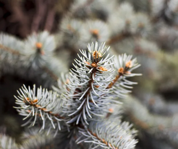 Christmas tree detail — Stock Photo, Image