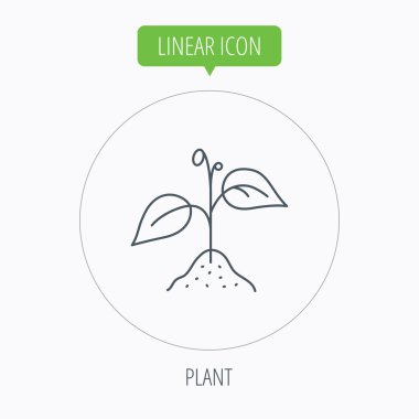 Plant with leaves icon. Agriculture sign. clipart