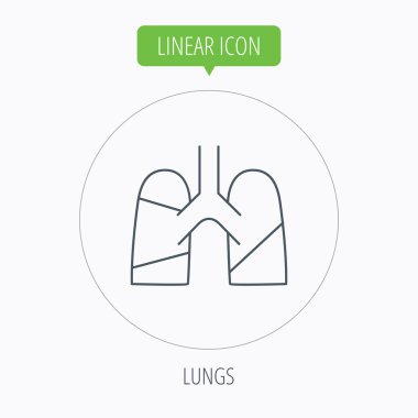Akciğerler simgesi. Nakli organ işareti.