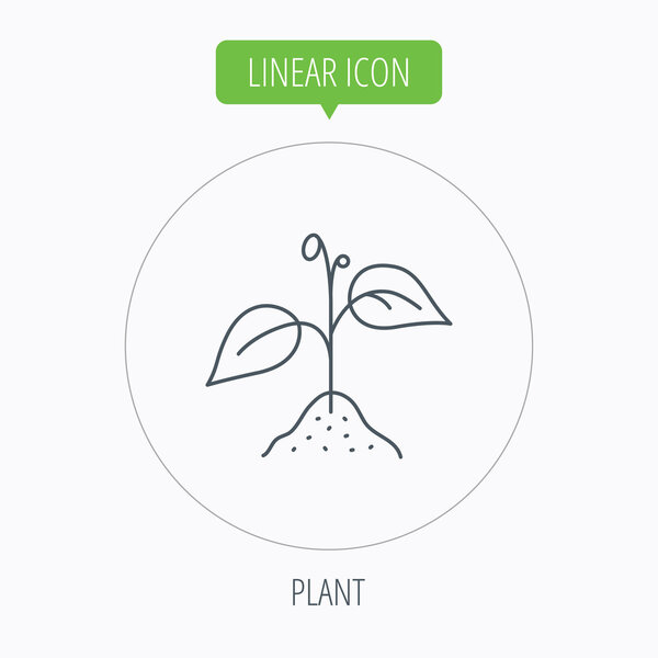 Plant with leaves icon. Agriculture sign.