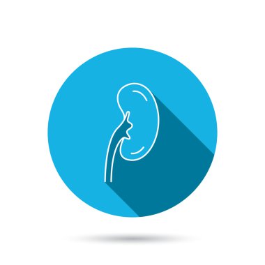 Böbrek simgesi. Nakli organ işareti.