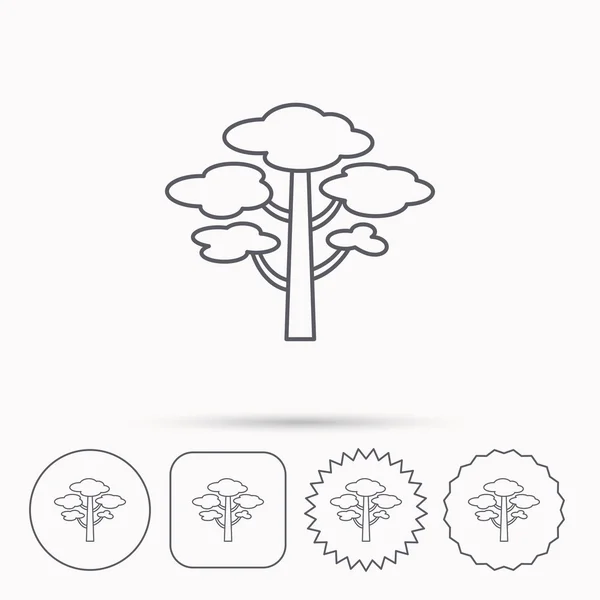 Icono del árbol de pino. Bosque madera signo . — Vector de stock