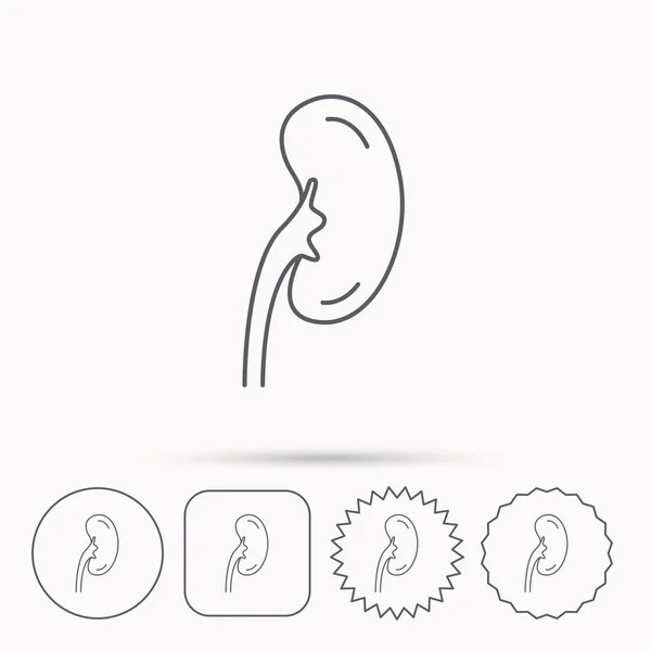 Böbrek simgesi. Nakli organ işareti.