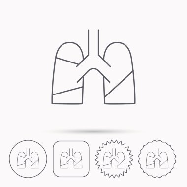 Akciğerler simgesi. Nakli organ işareti.