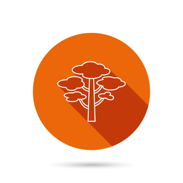 Icono del árbol de pino. Bosque madera signo . — Vector de stock