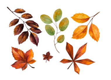 Sıcak, sonbahar suluboya zirvesi beyaz arka planda izole edilmiş. Sonbahar yaprakları sabittir