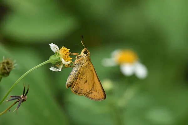 Cute Little Butterfly Flower — Stock Photo, Image