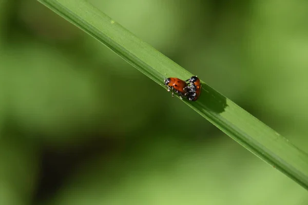 Pequenos Insetos Acasalando Lâmina Grama — Fotografia de Stock