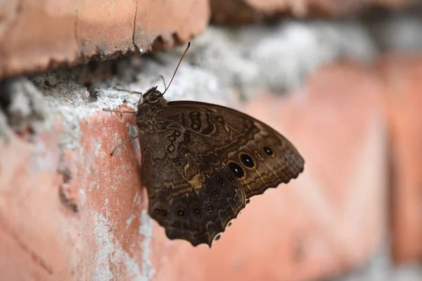 Motyl Satyrynowy Ścianie Czerwonej Cegły — Zdjęcie stockowe