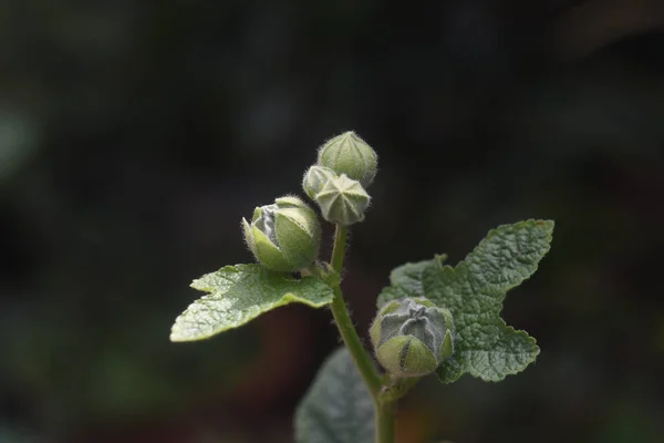 Hollyhock Pąki Liście Ciemnym Tle — Zdjęcie stockowe