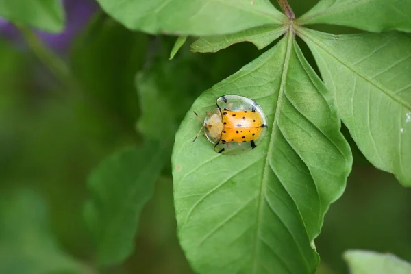 Aspidomorpha Miliaris Con Manchas Negras Cuerpo Amarillo — Foto de Stock