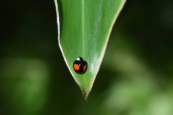 Red Star Ladybug Blade Grass — Stock Photo, Image