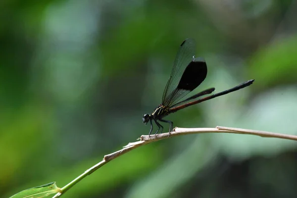 Une Demoiselle Avec Des Taches Noires Sur Ses Ailes — Photo