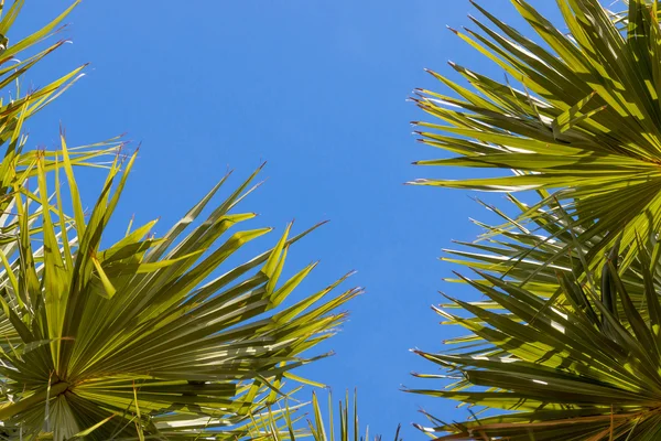 Folhas verdes de palma de açúcar no céu azul — Fotografia de Stock