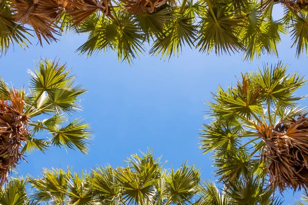 Folhas de palmeira de açúcar — Fotografia de Stock