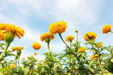 Marigold Çiçek Bahçe