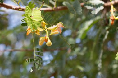 Yeni demirhindi çiçeği yazın arka planda büyür
