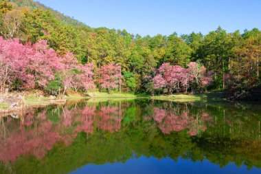 Parlak pembe ve yeşil orman doğadaki gölün yansıması üzerine.