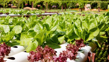 sebze hydroponic çiftlik