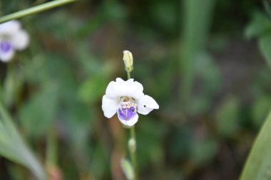 Baykuş karanlıkta bir dalda oturuyor.
