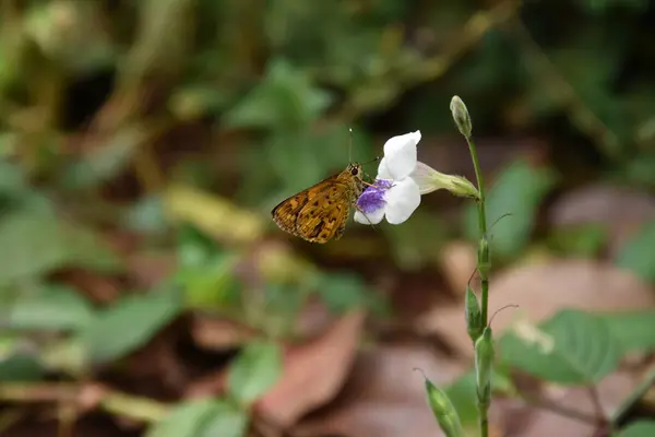 Bir Çiçeğin Üzerinde Oturan Kelebekler — Stok fotoğraf