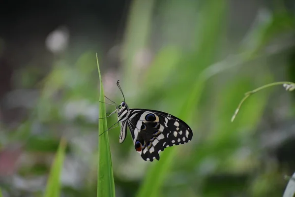 Vlinder Zittend Het Blad — Stockfoto